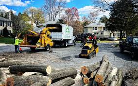 Best Palm Tree Trimming  in Ballenger Creek, MD